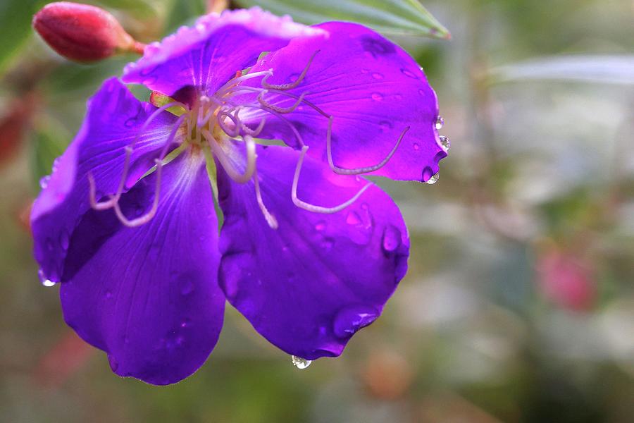 Purple Flower Photograph by Mingming Jiang