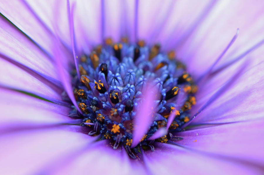 Purple Flower No. 201 Photograph by Sandy Taylor