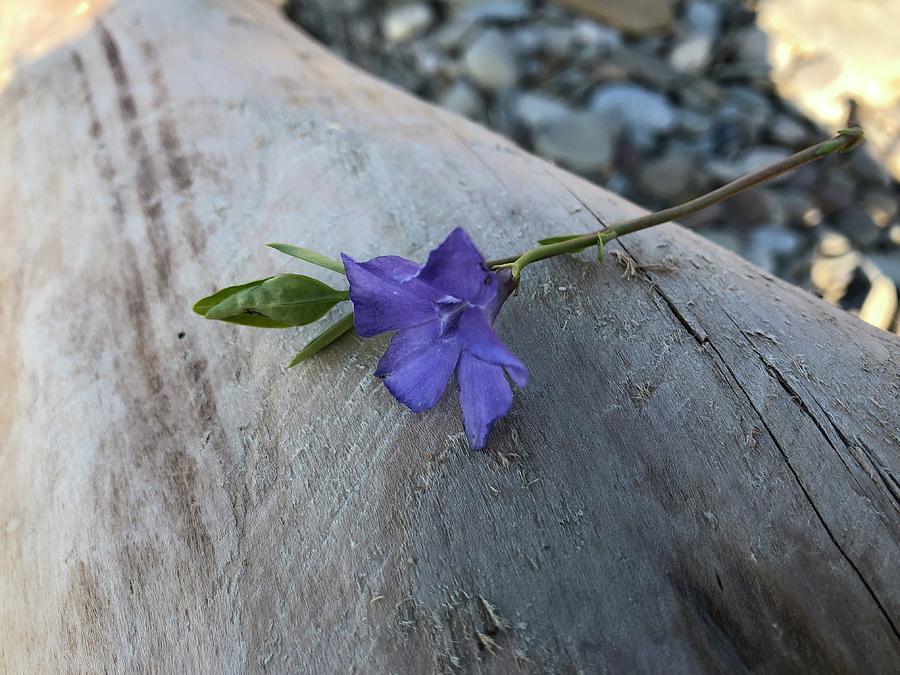 Purple Flower on Driftwood Photograph by Valerie Collins