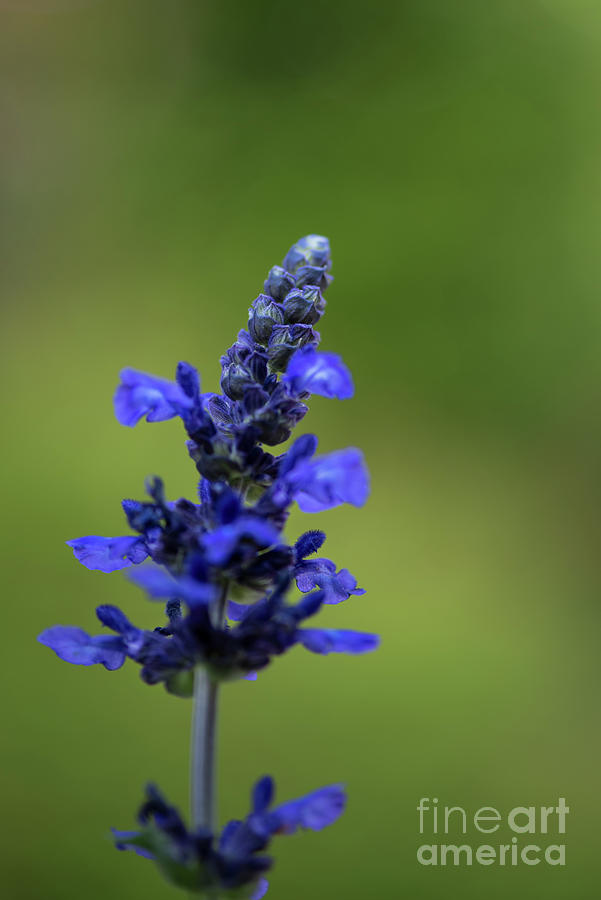 Purple Flower Opening in the Garden Photograph by Nancy Gleason