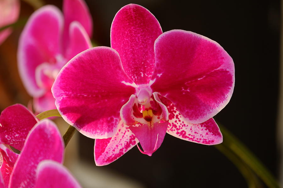 Purple Flower Phalaenopsis Orchid Photograph By Ari Dwi Timurti Fine Art America