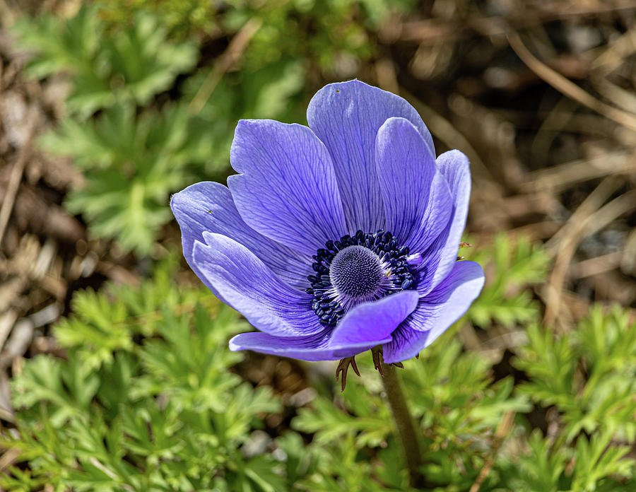 Purple Flower  Photograph by Rick Nelson