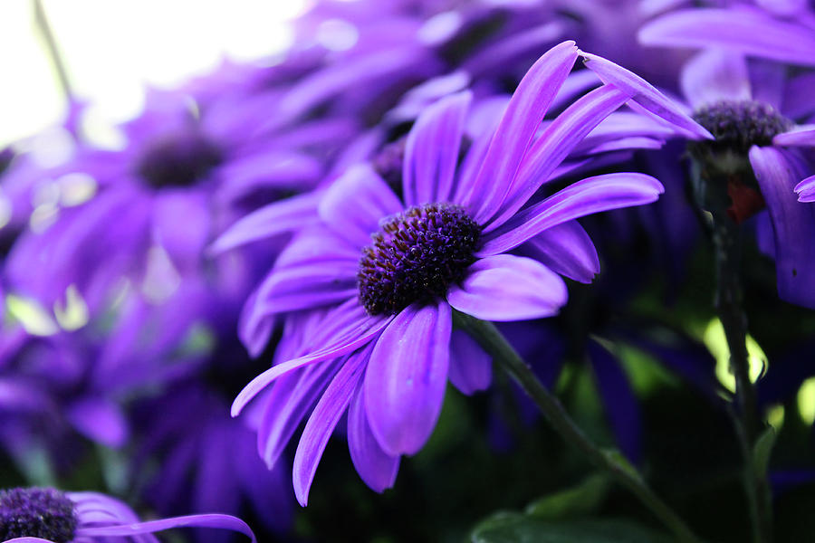 Purple Flower Photograph by Shannon Vogel - Fine Art America