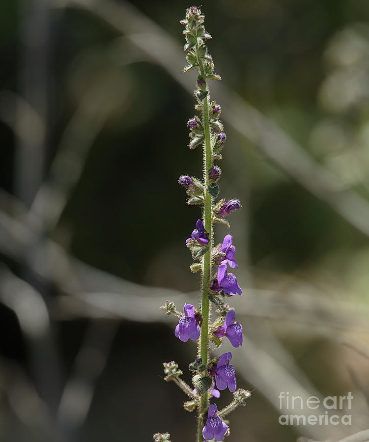 Purple Flowers Photograph - Purple Flower Spike 8b6229 by Stephen Parker