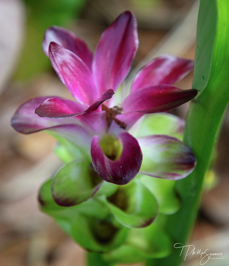 Flower Photograph - Purple Flower by T Phillip Spencer
