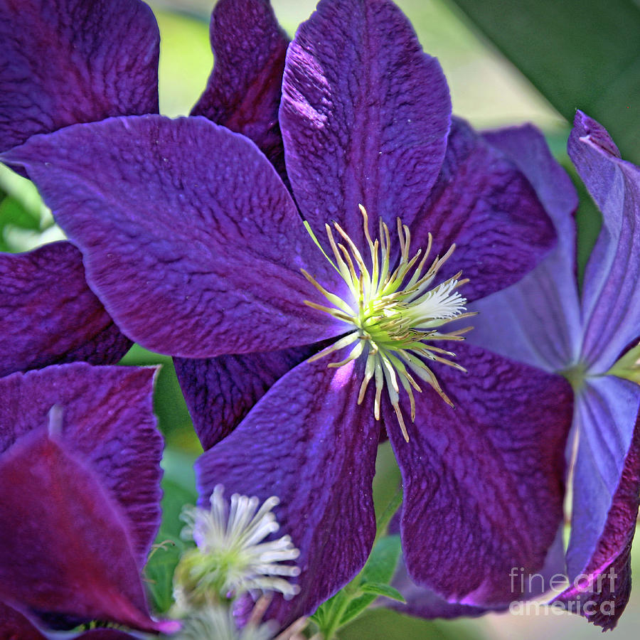 Purple Flower Photograph by Tom Watkins PVminer pixs