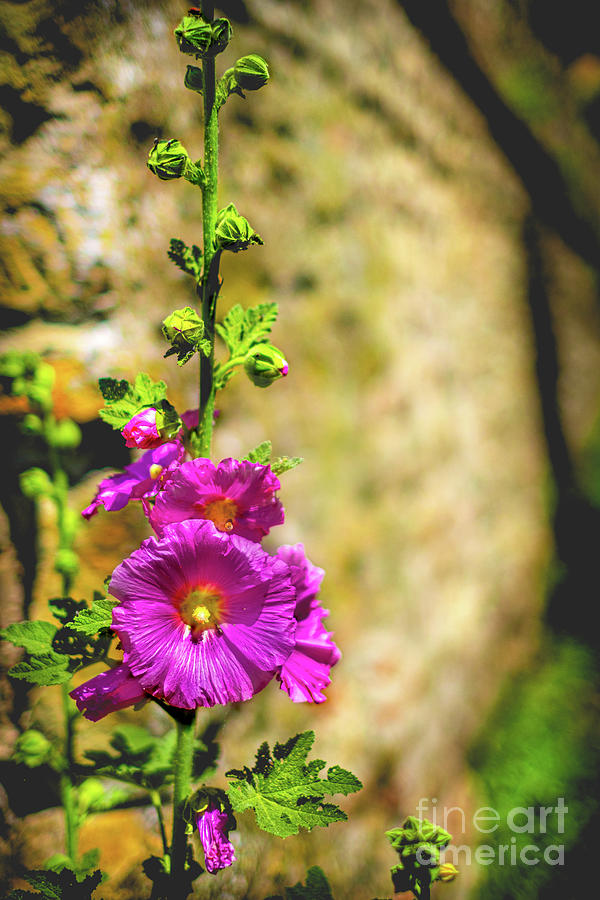 Purple Flower Vertical Colorful Background Malva Alcea Photograph by Luca Lorenzelli