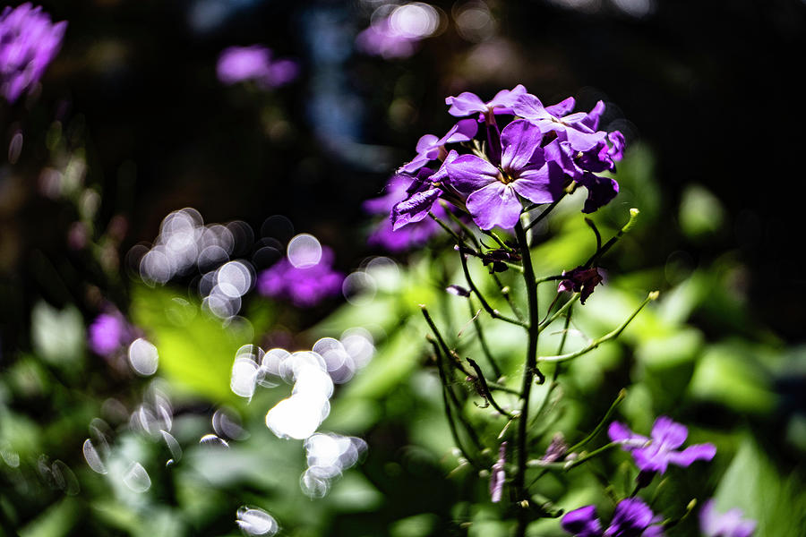 Nature Photograph - Purple Flower With Bokeh Background by Sven Brogren