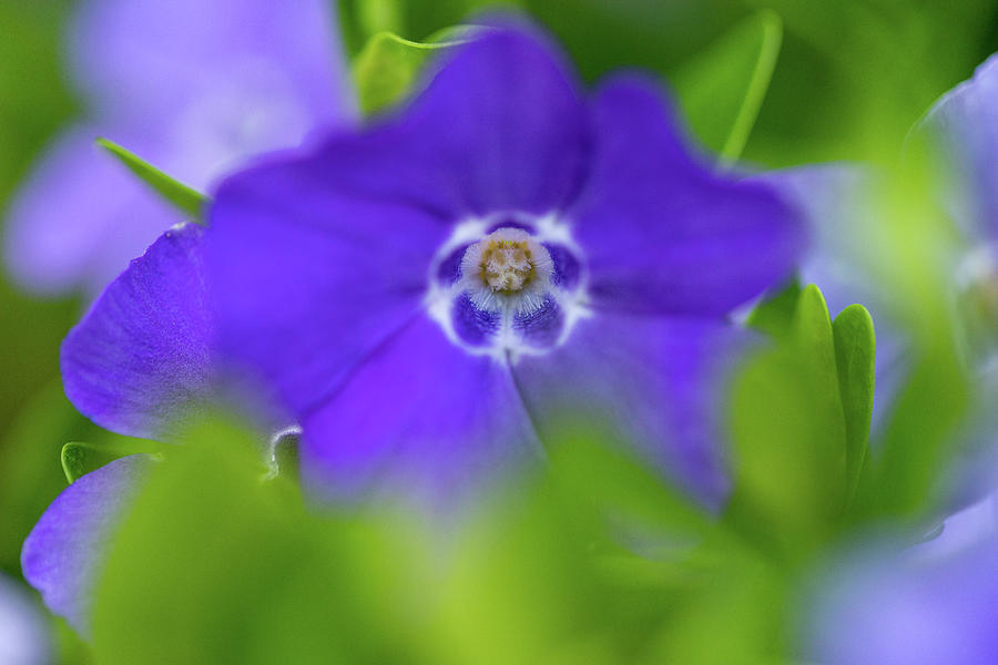 Purple Flower with Green Photograph by Amelia Pearn