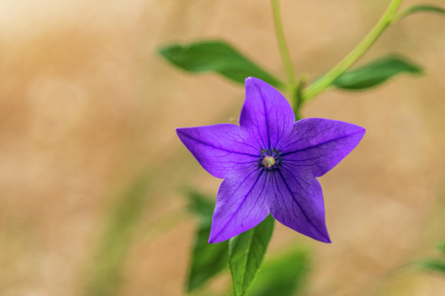 Purple Flower with Tan Photograph by Amelia Pearn