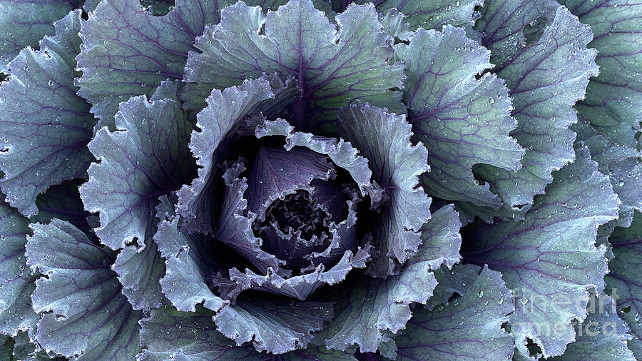 Purple Flowering Cabbage 9965 Photograph by Jack Schultz