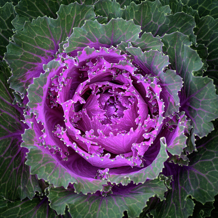 Fall Photograph - Purple Flowering Cabbage by Frank Mari