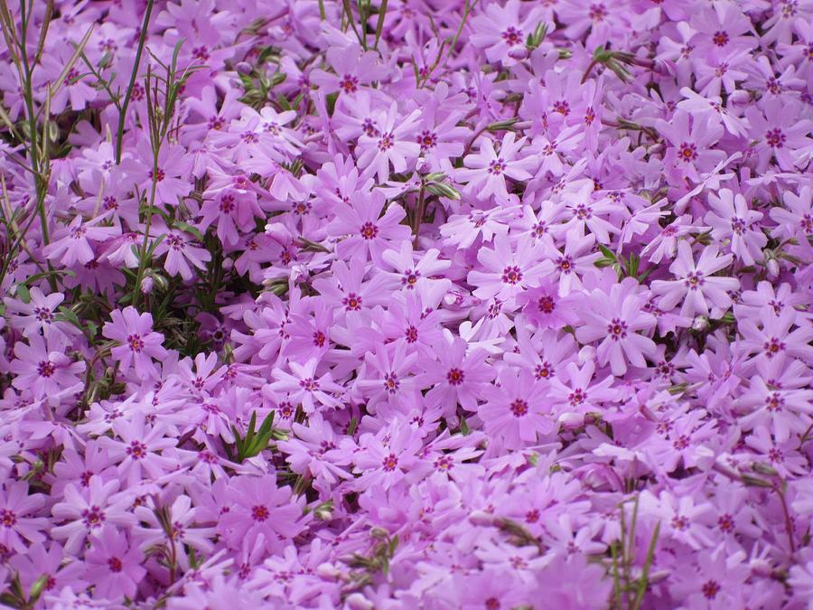 Purple flowering thyme Photograph by Tiffany Riebel - Fine Art America