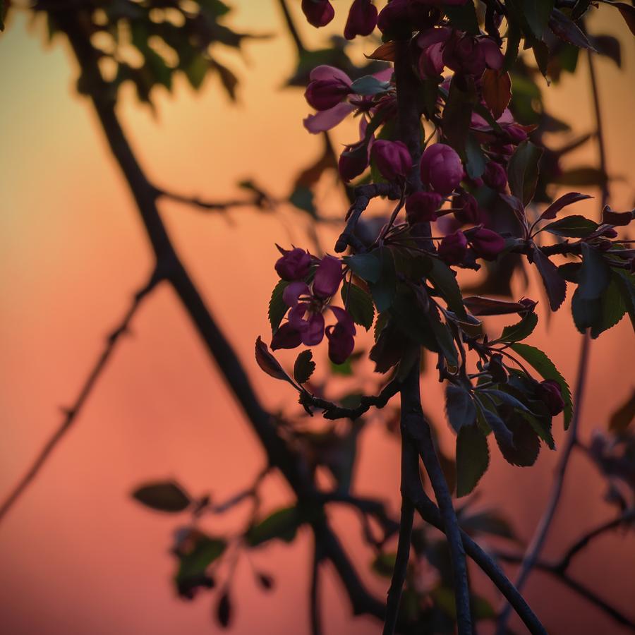 Purple Flowering Tree at Sunset Photograph by Jason Fink