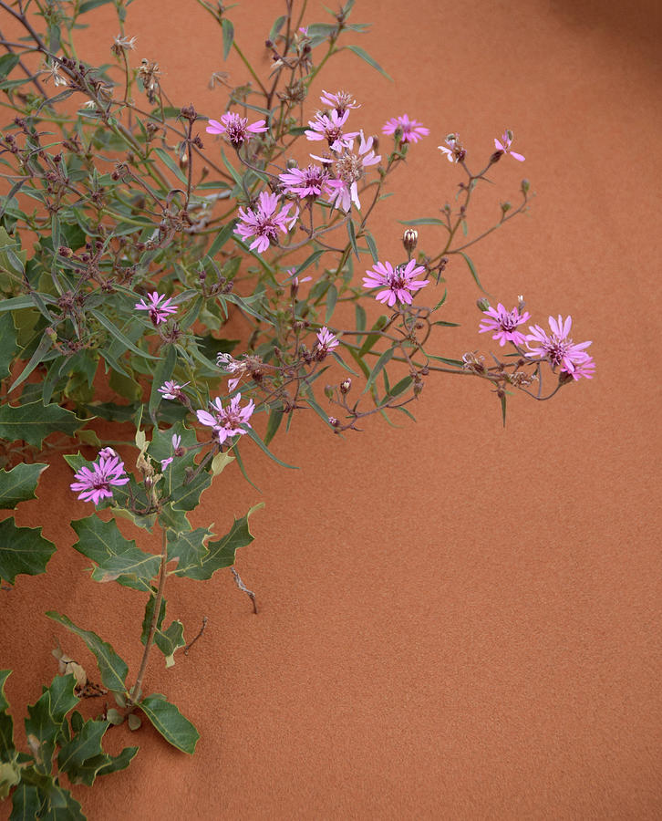 Purple Flowers-1, Maljamar, New Mexico Photograph by Richard Porter