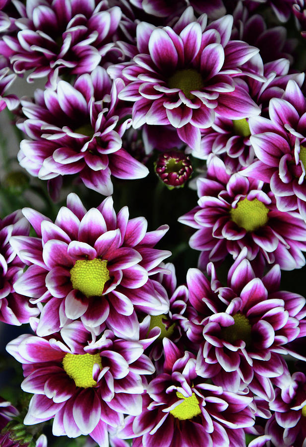 Purple Flowers 2 Photograph