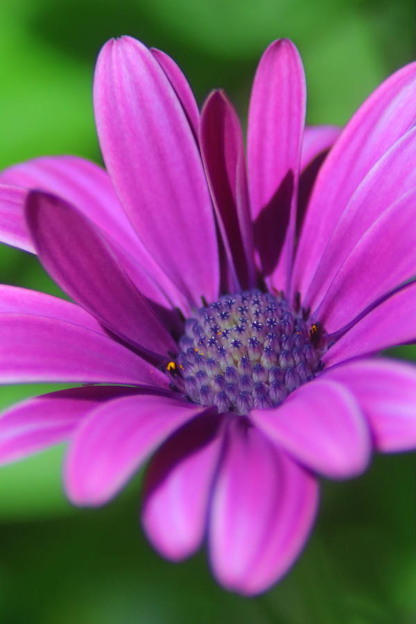 Purple Flowers 41 Photograph by Ronald Hunt | Fine Art America