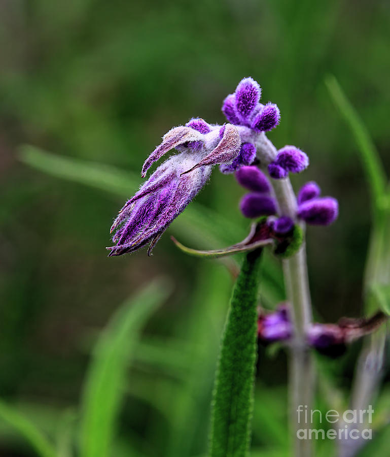 Morro Bay Photograph - Purple flowers  8B3473 by Stephen Parker
