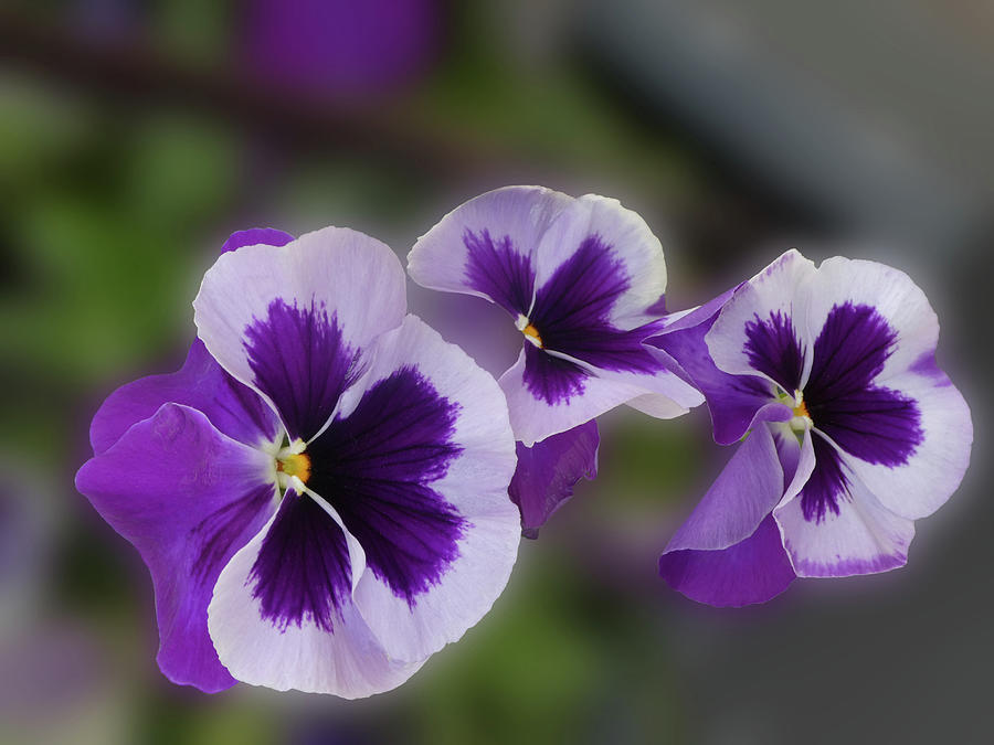 Purple Flowers Photograph by Alan Socolik
