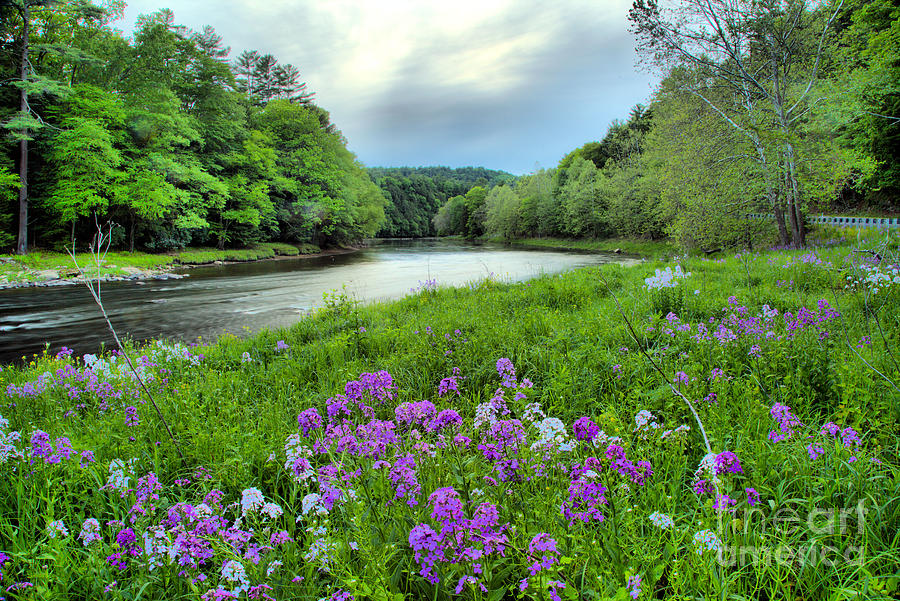 Purple Flowers Along The Clarion River Photograph by Adam Jewell
