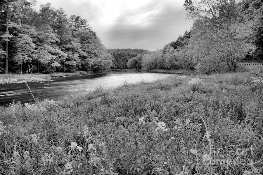 Purple Flowers Along The Clarion River Black And White Photograph by Adam Jewell