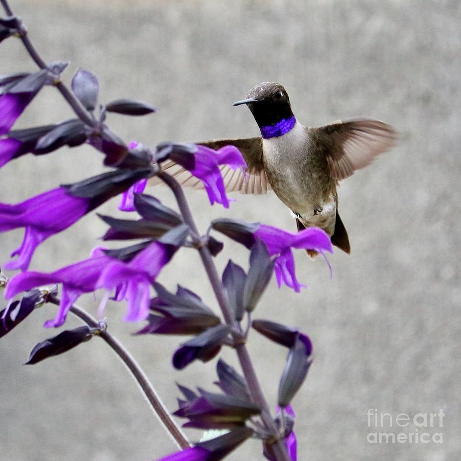 Purple Flowers and Purple Feathers Square Photograph by Carol Groenen