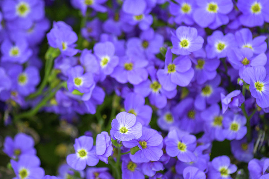Purple flowers Photograph by Andrew Lalchan