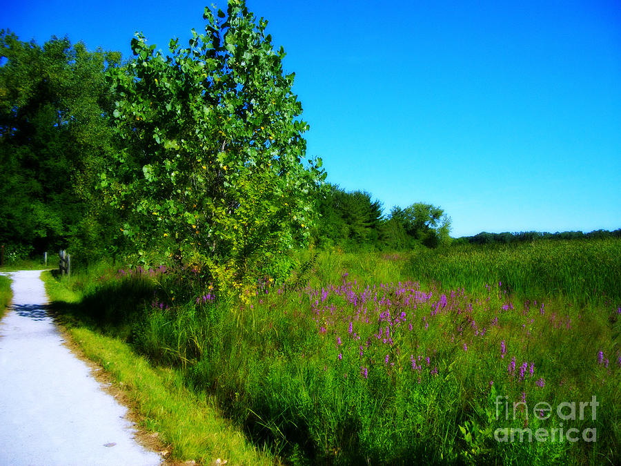 Purple Flowers By The Trail Photograph