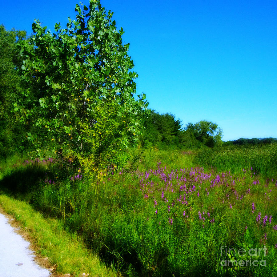 Purple Flowers by the Trail - Square Photograph by Frank J Casella
