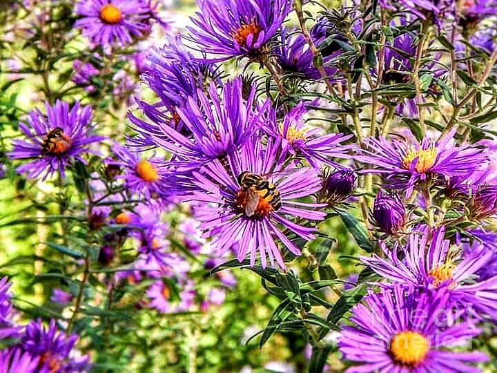 Purple Flowers Photograph by Curtis Tilleraas