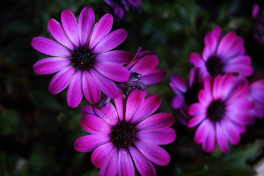 Purple Flowers Photograph by Dave Stubblefield - Fine Art America