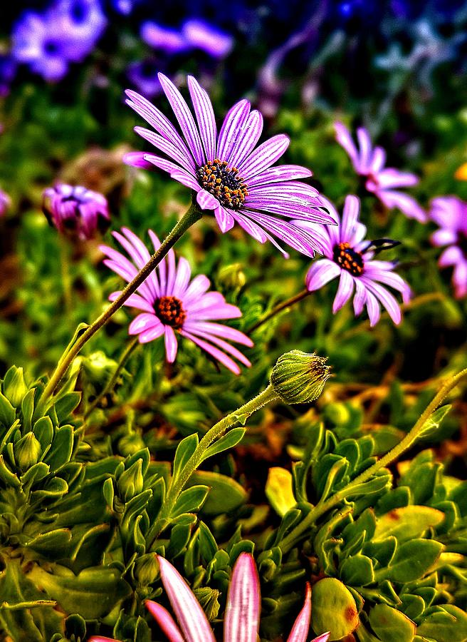 Purple Flowers Photograph by Dave Zumsteg