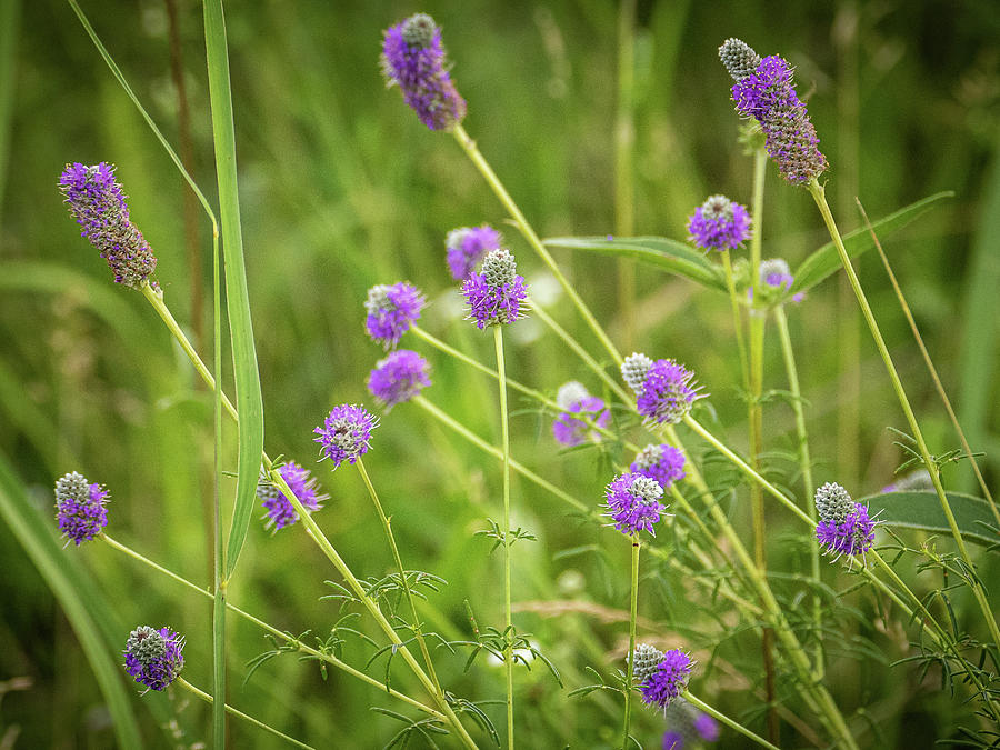 Purple Flowers Photograph by David Morehead