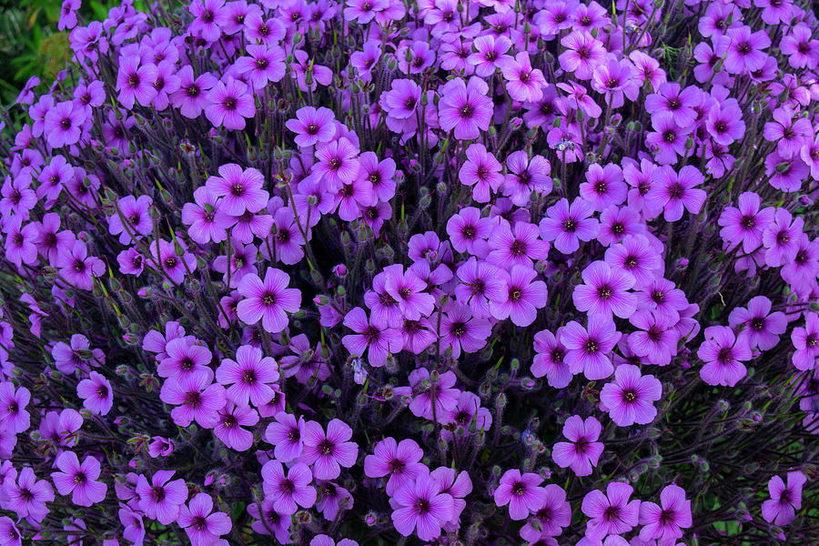 Purple Flowers Photograph by Frank Wilson