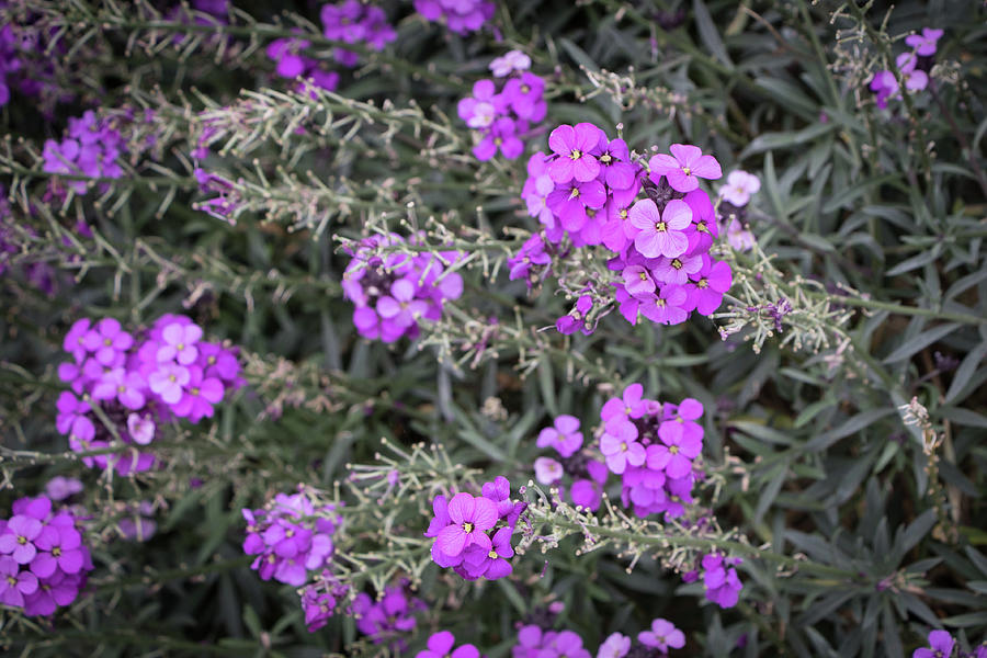 Purple Flowers Photograph by Gerri Bigler