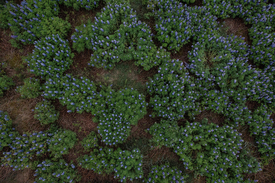 Purple flowers in Iceland from Above  Photograph by John McGraw
