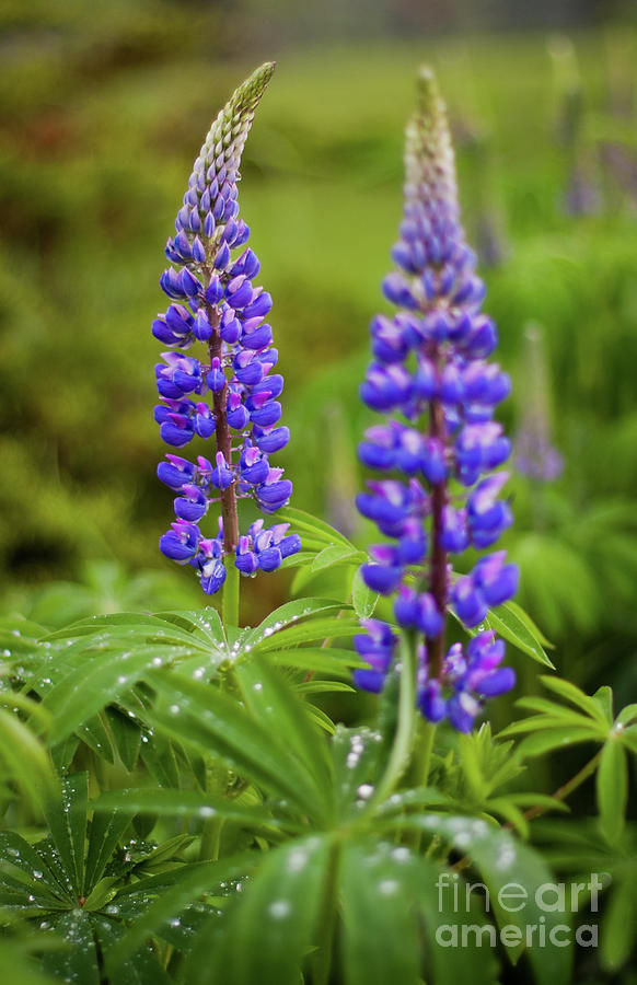 Purple Flowers In Maine Photograph by Dave Morin Fine Art America