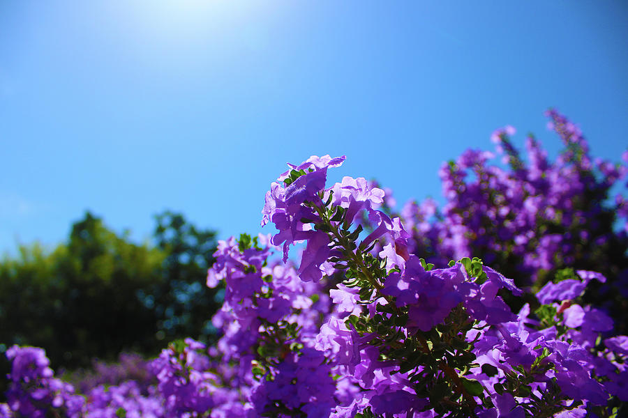 Purple Flowers in the Sunshine Photograph by Marcus Jones