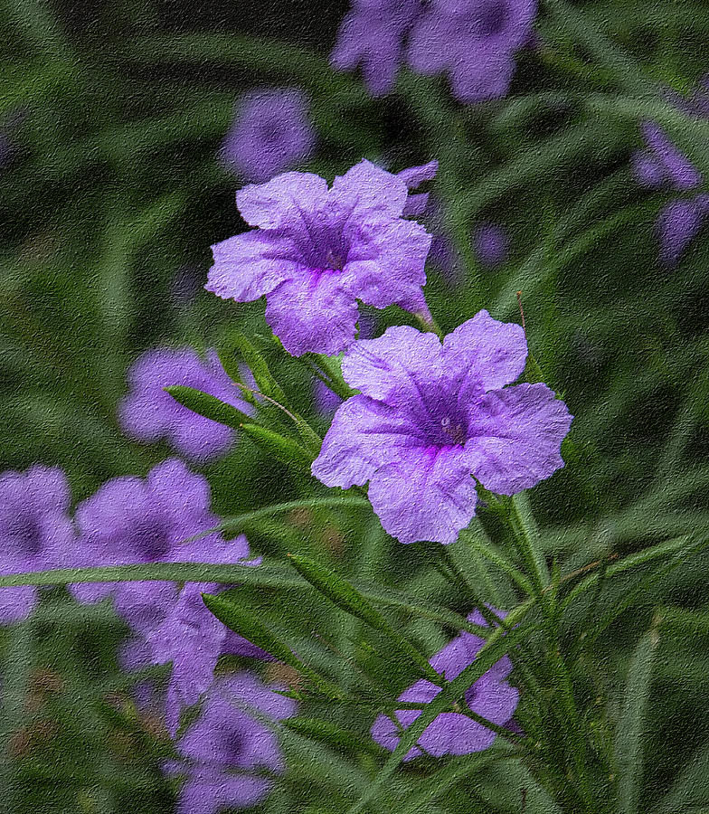 Purple Flowers Photograph by James Woody