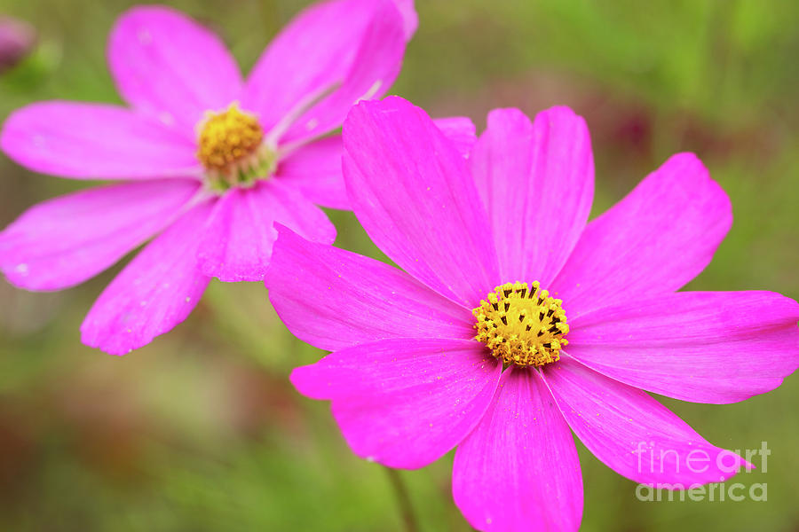 Purple Flowers Photograph by Jeannette Hunt