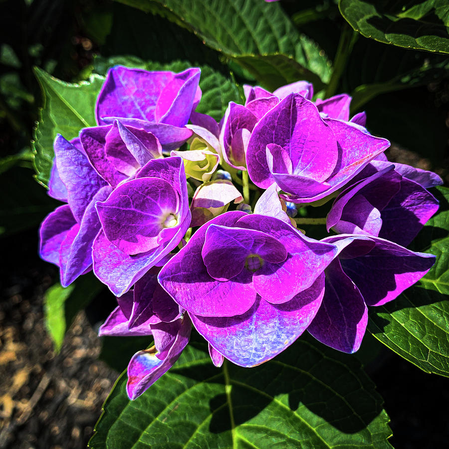 Purple flowers Photograph by Jim Feldman