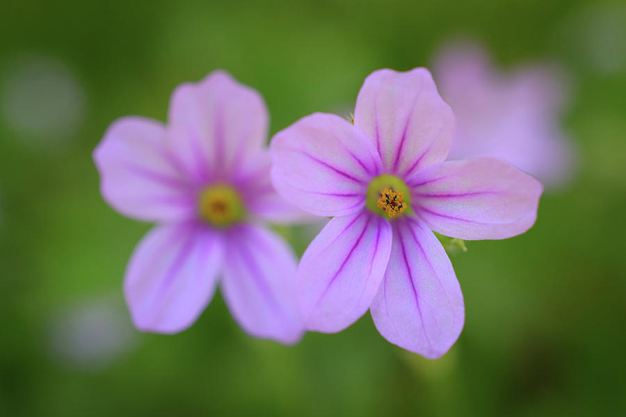 Purple Flowers Photograph by Mike Fusaro