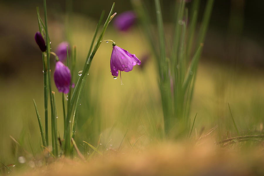 Purple flowers Photograph by Naomi Maya