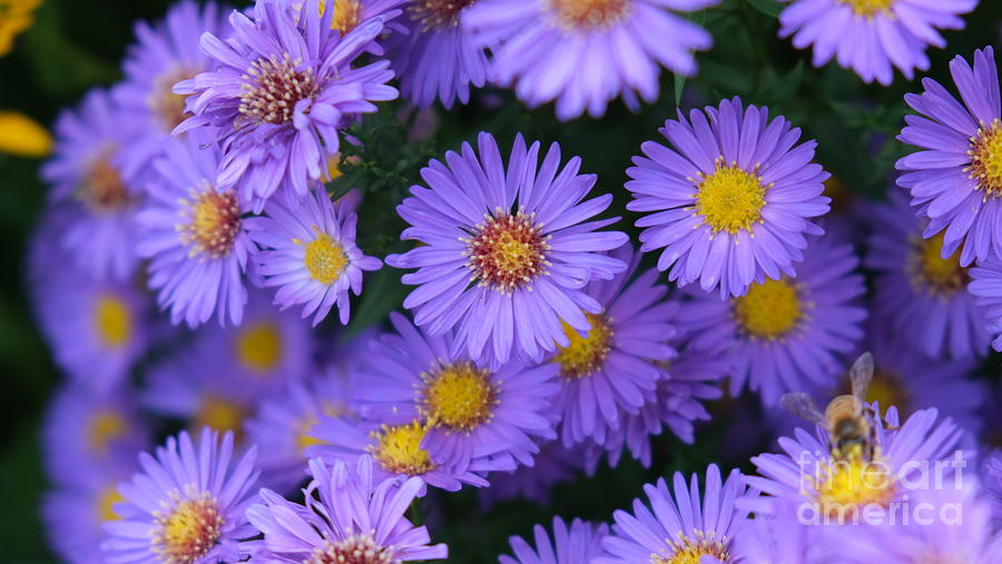 Purple flowers - New England aster Photograph by Moritz Schwaeble ...