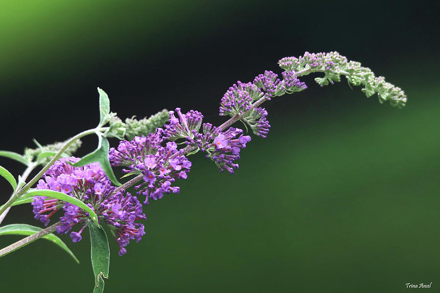 Purple Flowers of a Butterfly Bush Photograph by Trina Ansel