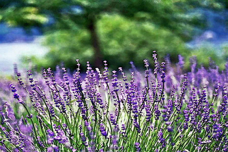 Purple Flowers on Kentucky Horse Farm Watercolor Photograph by ...