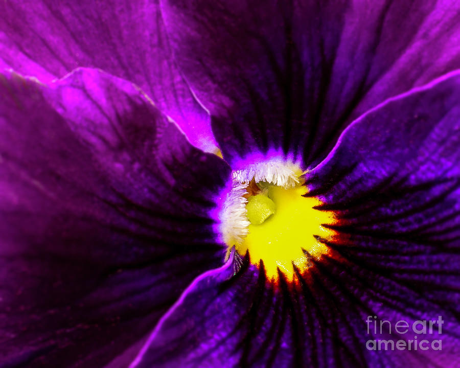 Purple Flowers Stamen Photograph by Gemma Mae Flores Sellers