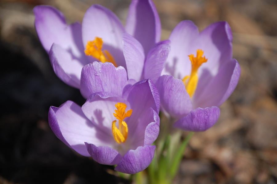 Purple Flowers Photograph by Stephanie Turiano - Pixels