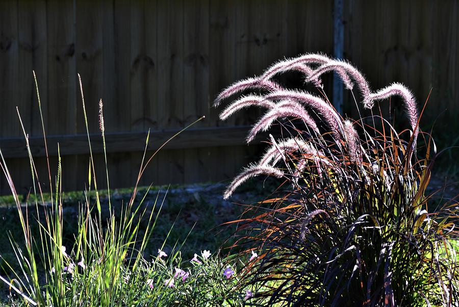 Purple Fountain Grass Contrast  Photograph by Warren Thompson