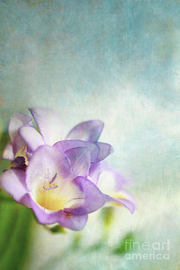 Purple Freesia Against a Blue Background Photograph by Stephanie Frey